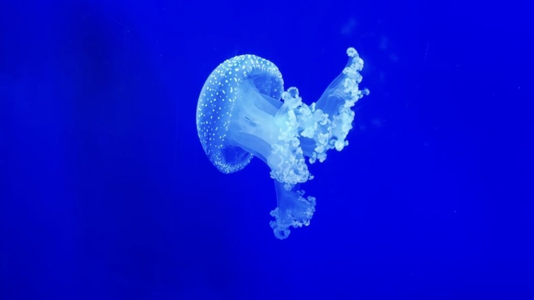 Glowing white-spotted jellyfish drifting in the deep blue water of an aquarium tank